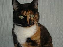 But just like the torti's coat, the feline disposition is far more complex. Tortoiseshell Cat Wikipedia