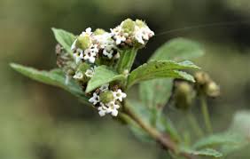 Image result for Lippia javanica
