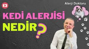 kedi alerjisi nedir belirtileri nelerdir prof dr ahmet akcay