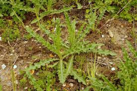 Image result for Cirsium