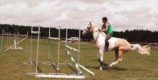 Hihi jte reconnais bien la mon floflo a tester si les obstacles ne mange pas les pitis chevaux com' toi!! Epingle Par Emily Husk Sur Horses Videos De Chevaux Saut D Obstacles Jolis Chevaux