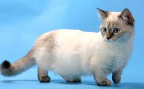 The munchkin cat or sausage cat is a relatively new breed of cat characterized by its very short legs, which are caused by a genetic mutation. Ecco L Unico Gatto Al Mondo Che Resta Piccolo Per Tutta La Vita Caffeina Magazine