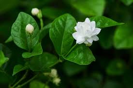 Pin On Gardening Know How
