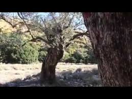 Le Bon Moment Pour La Recolte Des Olives Youtube