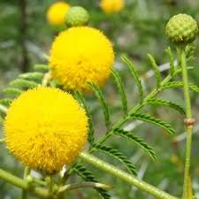 Image result for Acacia borleae