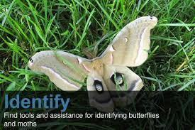 Butterflies And Moths Of North America Collecting And Sharing Data About Lepidoptera Nature Kids Colorful Moths Moth
