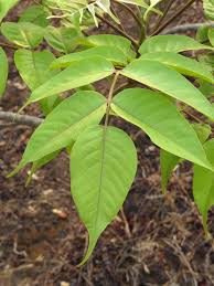 Image result for Lannea