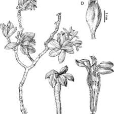 Image result for Octolepis decalepis