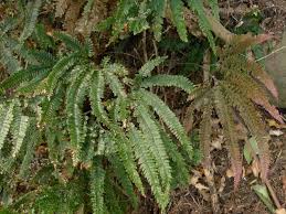 Image result for Adiantum hispidulum