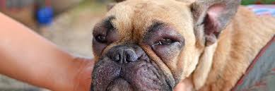 This condition occurs when your french bulldog's eyes are not generating enough tears to keep its eyes moist. Why Are My French Bulldogs Eyes Bloodshot