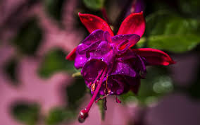 In a floral arrangement, they work well with yellow, white or pink tulips and look stunning when paired with yellow pansies. Beautiful Fuchsia Flower 2017 Spring Photo Hd Wallpaper Preview 10wallpaper Com