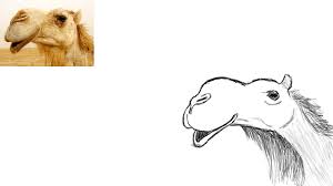 Here's a simple way to place the features accurately when drawing a head. Camel Face Drawing By Gistikilli On Deviantart