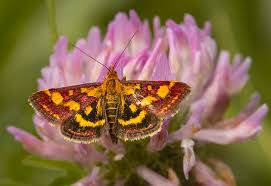 Image result for Pyrausta purpuralis