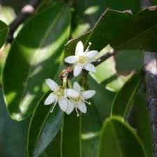 Image result for Anthospermum ammannioides