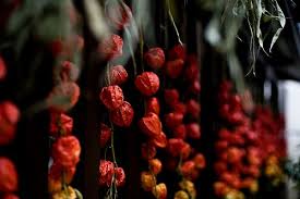 鬼灯 flowers plants red peppercorn