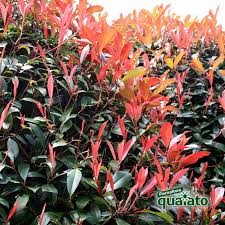 Molto interessanti sono le siepi di quando la siepe da giardino ha funzione protettiva, sono consigliate le piante spinose. 0p3gni7m6lnzvm