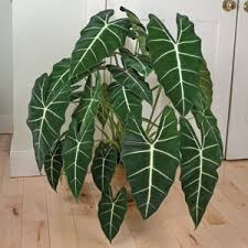Pin On Plants