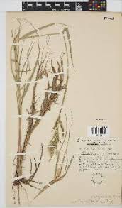 Image result for Schmidtia pappophoroides