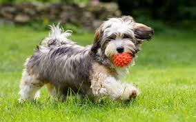 Maybe you would like to learn more about one of these? 5 Best Dog Toys For Havanese Puppy Updated 2021 Dogtoysnerd