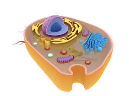 We did not find results for: Animal Cell 3d Model Max Obj Fbx Blend