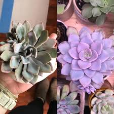 Same Graptoveria Debbi After Four Months Under A Grow Light She Purty Succulents