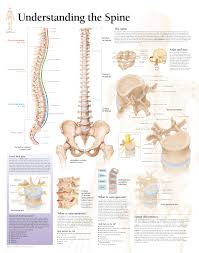Understanding The Spine