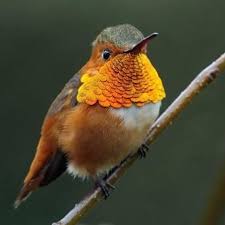 Bird Nerd Word Of The Day Gorget You The Bird Rescue Center Facebook