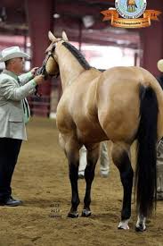 What Is The Most Popular Horse Breed For Reining 10 Most Popular Horses Breeds In The World Horse Breeds Horses Western Pleasure Horses