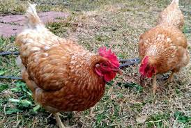Click the name of the chicken breed for more information, to see an image of that breed and for purchasing options. Things To Consider When Choosing Chicken Breeds Jaguza Farm Support