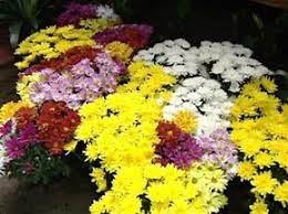 Flores E Velas Estao Mais Caras Para O Dia De Finados Em Belem Para G1