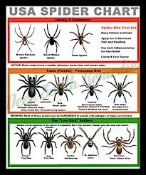 Usa Spider Chart Spider Identification Chart Spider Bites