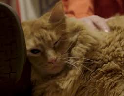 Video clips from the coolest one. The Dodo Go To Team Elite Camera Crew Video Production Crew