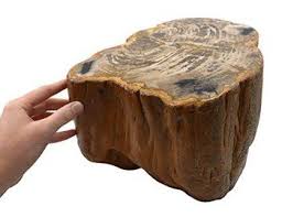 How Much Is Petrified Wood Worth Plus What Affects Value In 2020 Fossilized Wood Petrified Wood Wood