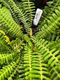 Image result for Blechnum punctulatum