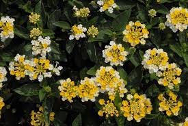 Lantana Camara Common Lantana Lantana Red Sage Shrub Verbena Yellow Sage North Carolina Extension Gardener Plant Toolbox