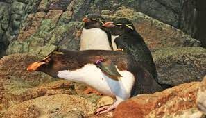 The new england aquarium has sea creatures of all sizes, shapes and colors. Penguin Exhibit New England Aquarium