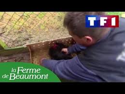 Epingle Sur Poulailler