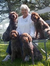 45 to 70 pounds life span: Wirehaired Pointing Griffon Puppies For Sale Petfinder