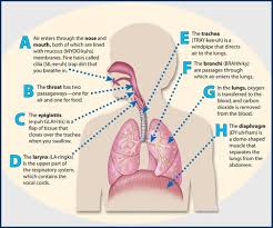 Respiratory System Parts Function Respiratory System Diagram For Kids Respiratory System Human Respiratory System Respiratory System Activities
