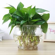 Behind another screen (this one's made of clear glass) is the bathroom. Top 10 Largest High Transparent Glass Vase Ideas And Get Free Shipping 2d7ebek3