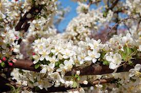 Fragrant flowering trees zone 6. Ornamental Trees Small Hardy Trees Can Beautify Yard