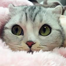 These cats have that something extra. Meet Hana A Japanese Kitty With Incredibly Big Eyes Who Is Taking Instagram By Storm Bored Panda