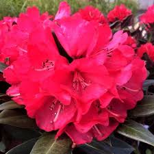 Cherries And Merlot Rhododendron Rhododendron Online Plant Nursery Plant Nursery
