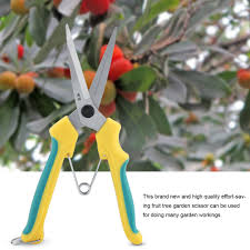 Apples, pears, and quince are related and are very easy to. Fruit Bonsai Outdoor Garden Prices And Online Deals Home Living Jul 2021 Shopee Philippines