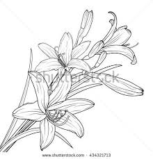 Isolated Lily Flowers Bouquet Blooming And Buds On Stem With Leaves Black And White Vector Outline Sketch Lilies Drawing Flower Drawing Flower Line Drawings