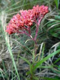 Image result for Crassula alba