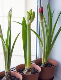 Check spelling or type a new query. Indoor Plant Care Tips Ideas In India Agri Farming
