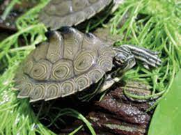 Map Turtle Care And Information Reptiles Magazine