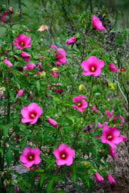 Image result for Hibiscus reekmansii