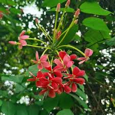Image result for Combretum indicum